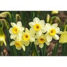 Narcissus Bulb Miniature Minnow Rockgarden Daffodil