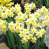 Narcissus Bulb Miniature Minnow Rockgarden Daffodil