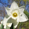Narcissus Bulb Trumpet Mount Hood Daffodil Each