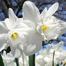 Narcissus Bulb Trumpet Mount Hood Daffodil Each