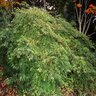 Acer Palmatum var. Dissectum Viridis Cutleaf Japanese Maple 42 in. Width Ball and Burlap