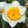 Narcissus Bulb Large Cup Virginia Sunrise Daffodil Each