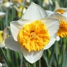 Narcissus Bulb Large Cup Virginia Sunrise Daffodil Each