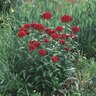 Dianthus Barbatus Sweet William