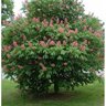 Aesculus X Carnea Fort Mcnair Red Horsechestnut 1.75 in. Caliper Ball and Burlap