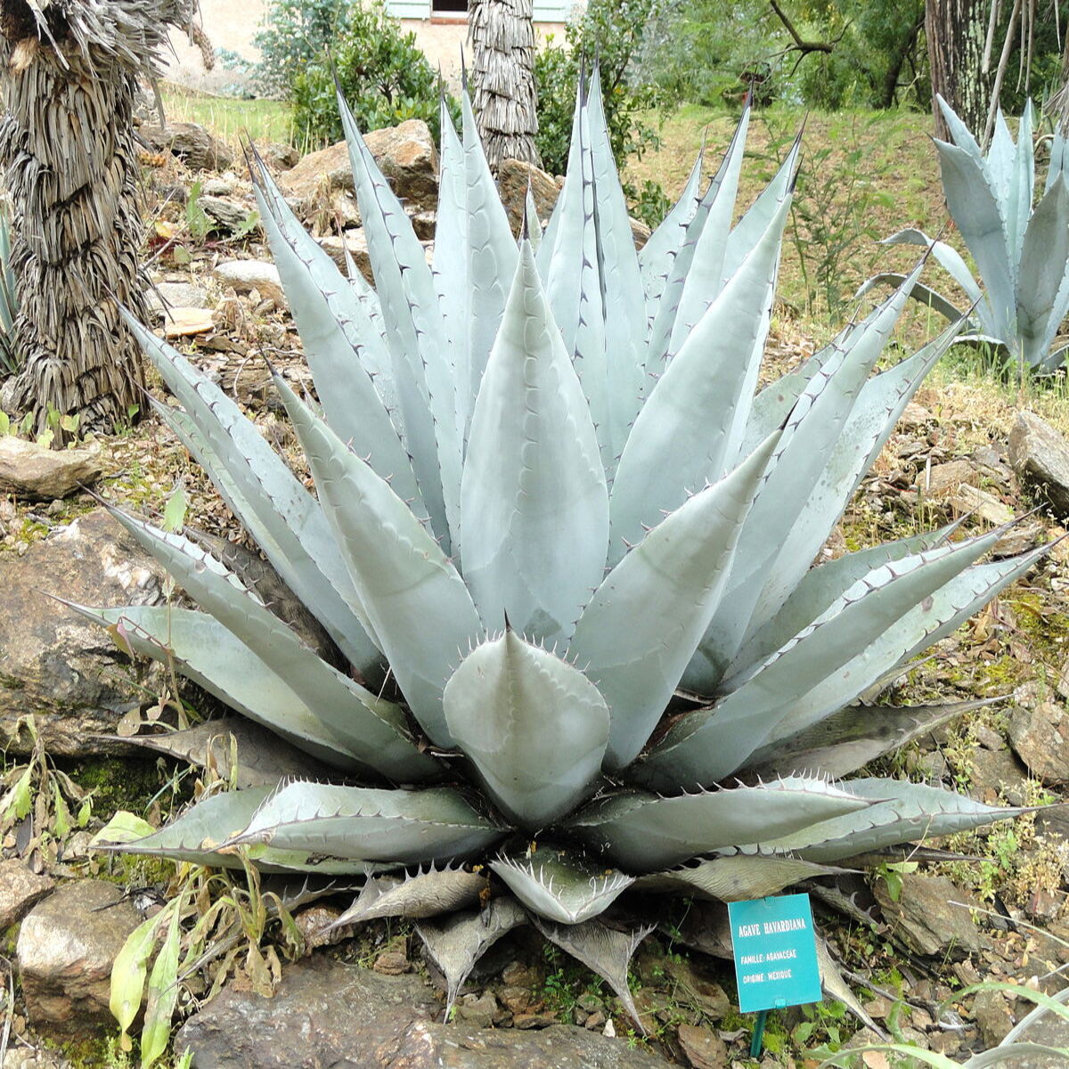 Lot De 25 Graines à Semer - Le Grenier D'Abondance - AGAVE Américana