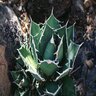 Agave Titanota Rancho Tambor Agave 5 gal. Container