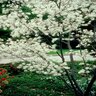 Amelanchier X Grandiflora Apple Serviceberry 5 ft. Height Ball and Burlap