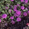 Verbena Canadensis Homestead Purple Vervain SP4 Container