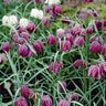 Fritillaria Bulb Meleagris Checkered Lily