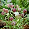 Fritillaria Bulb Meleagris Checkered Lily