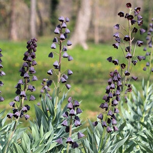 Fritillaria Bulb Persica Persian Lily