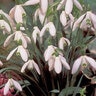 Galanthus Bulb Elwesii Giant Snowdrops