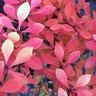 Berberis Thunbergii Sunjoy Koren Citrus Proven Winners Japanese Barberry 3 gal. Container