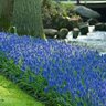 Muscari Bulb Armeniacum Grape Hyacinth 250 Count Bag