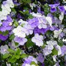 Brunfelsia Pauciflora Floribunda Yesterday-Today-And-Tomorrow 3 gal. Container