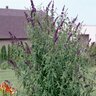 Buddleia Davidii Black Knight Butterfly Bush 10 gal. Container