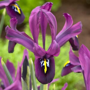 Iris Bulb Histrioides George Rockgarden Iris Each