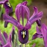 Iris Bulb Histrioides George Rockgarden Iris
