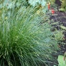 Carex Tumulicola Berkeley Sedge 1 gal. Container
