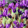 Iris Bulb Histrioides George Rockgarden Iris
