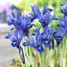 Iris Bulb Reticulata Dwarf Iris Each