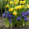 Iris Bulb Reticulata Dwarf Iris Each