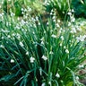 Leucojum Bulb Aestivum Gravetye Giant Summer Snowflake