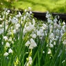 Leucojum Bulb Aestivum Gravetye Giant Summer Snowflake