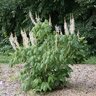 Aesculus parviflora Bottlebrush Buckeye 3 gal. Container