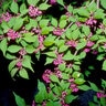 Callicarpa Japonica Japanese Beautyberry 3 gal. Container