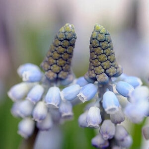 Muscari Bulb Armeniacum Valerie Finnis Grape Hyacinth