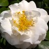 Camellia Japonica Victory White Camellia 3 gal. Container