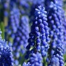 Muscari Bulb Armeniacum Grape Hyacinth