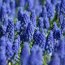 Muscari Bulb Armeniacum Grape Hyacinth