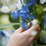 Muscari Bulb Armeniacum Grape Hyacinth