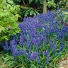 Muscari Bulb Armeniacum Grape Hyacinth