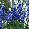 Muscari Bulb Armeniacum Grape Hyacinth