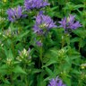 Campanula Glomerata Clustered Bellflower