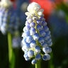 Muscari Bulb Aucheri Mount Hood Grape Hyacinth Each