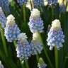 Muscari Bulb Aucheri Mount Hood Grape Hyacinth Each