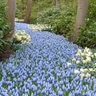 Muscari Bulb Aucheri Mount Hood Grape Hyacinth Each