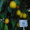 Citrus Unshiu Miho Satsuma Mandarin Orange 5 gal. Container