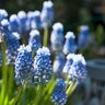 Muscari Bulb Aucheri Mount Hood Grape Hyacinth Each