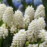 Muscari Bulb Aucheri White Magic Grape Hyacinth