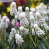Muscari Bulb Aucheri White Magic Grape Hyacinth