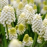 Muscari Bulb Aucheri White Magic Grape Hyacinth
