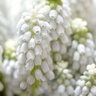Muscari Bulb Aucheri White Magic Grape Hyacinth