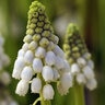 Muscari Bulb Aucheri White Magic Grape Hyacinth