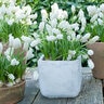 Muscari Bulb Aucheri White Magic Grape Hyacinth Each